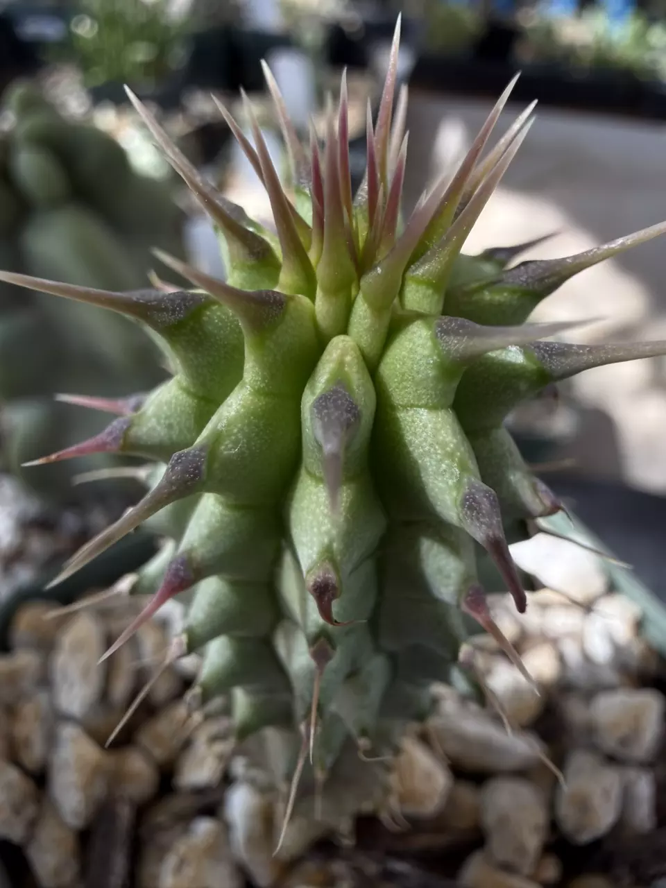 1282 Hoodia gordonii thumbnail