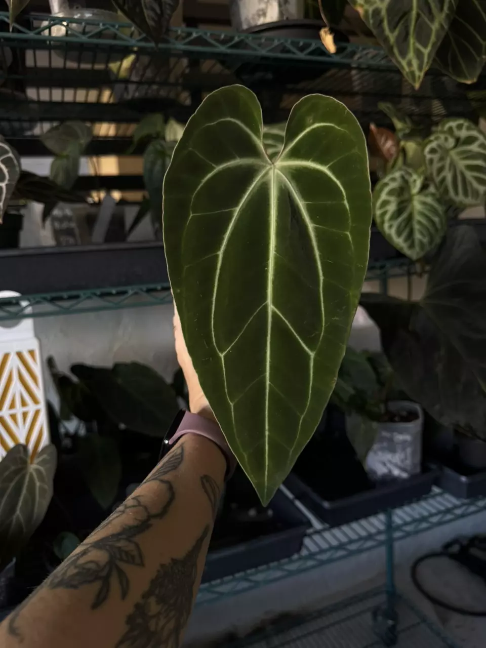Anthurium Besseae Aff thumbnail