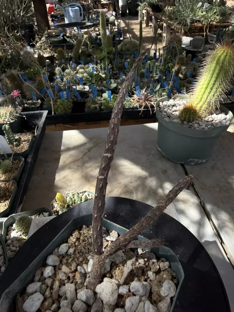 1290 Pterocactus tuberosus thumbnail