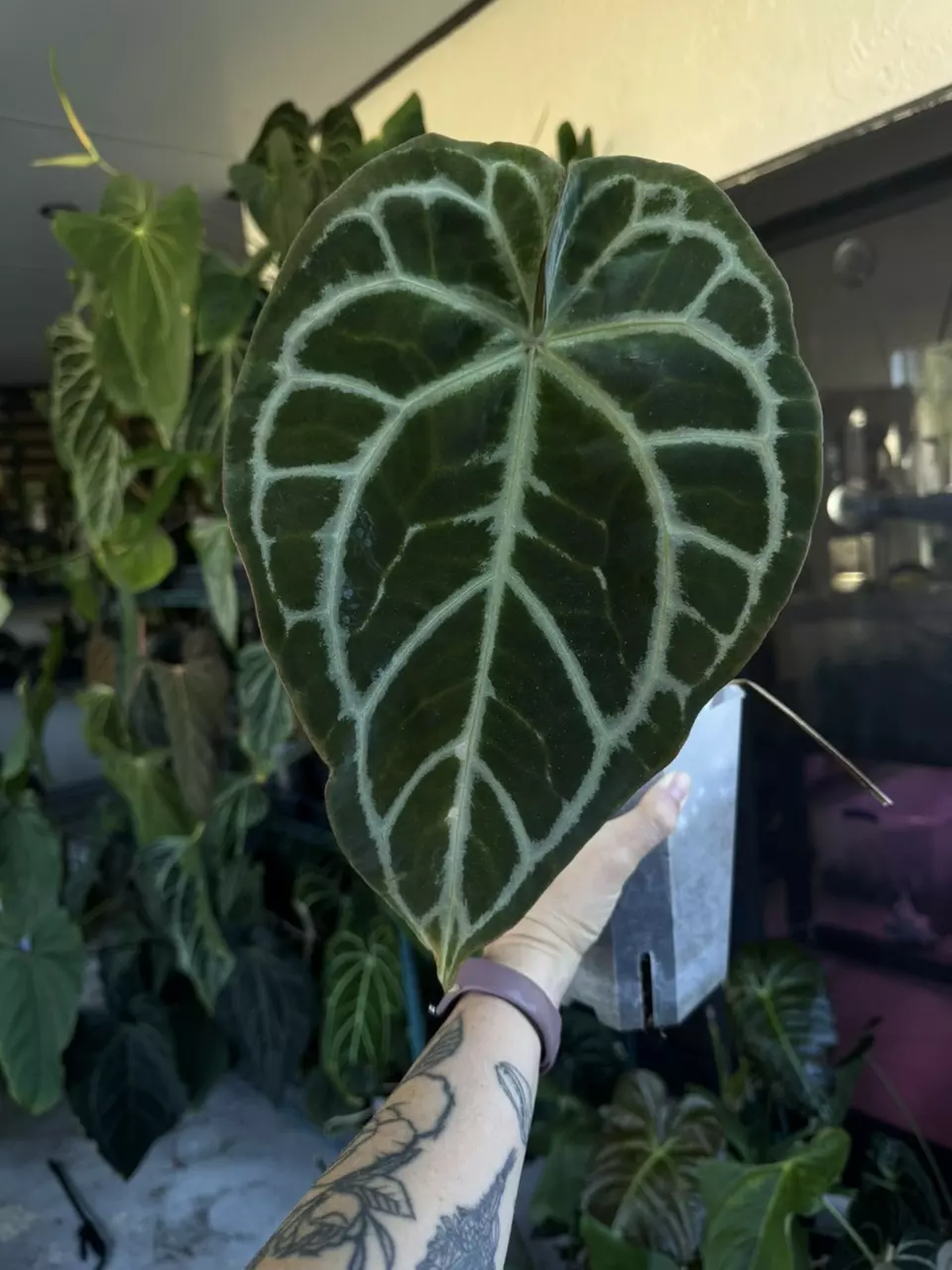 anthurium Crystallinum “oasis thumbnail
