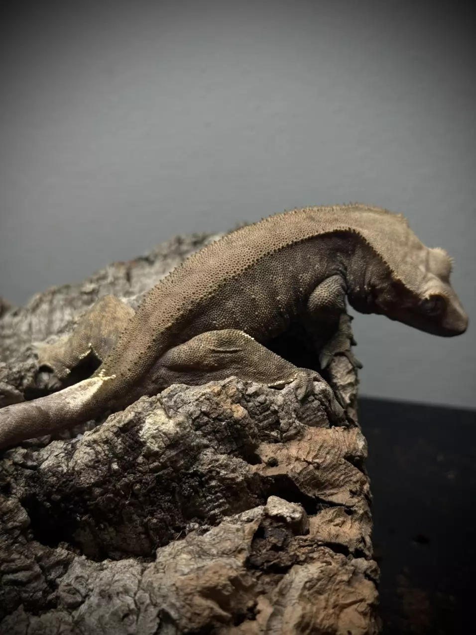 Dark Base Tiger Female 32 Grams thumbnail