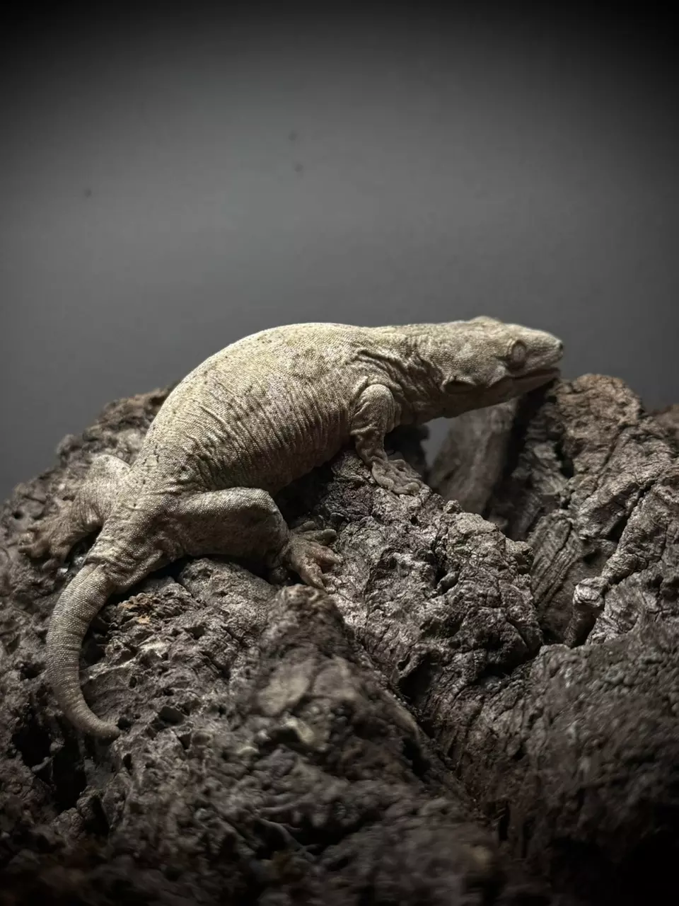 Leachianus GTX Unsexed Weight, 24g thumbnail