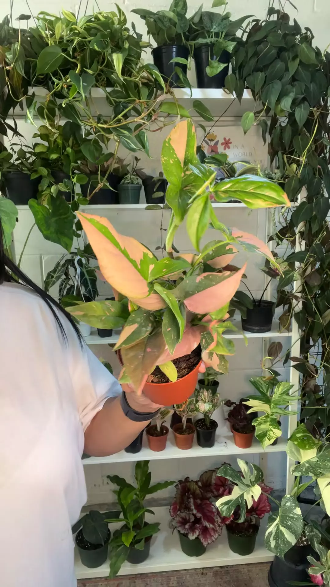 4” Syngonium Pink Splash🩷 thumbnail