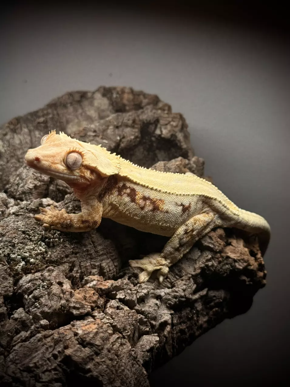 INSANE FEMALE RED LILLY 42G RTB thumbnail