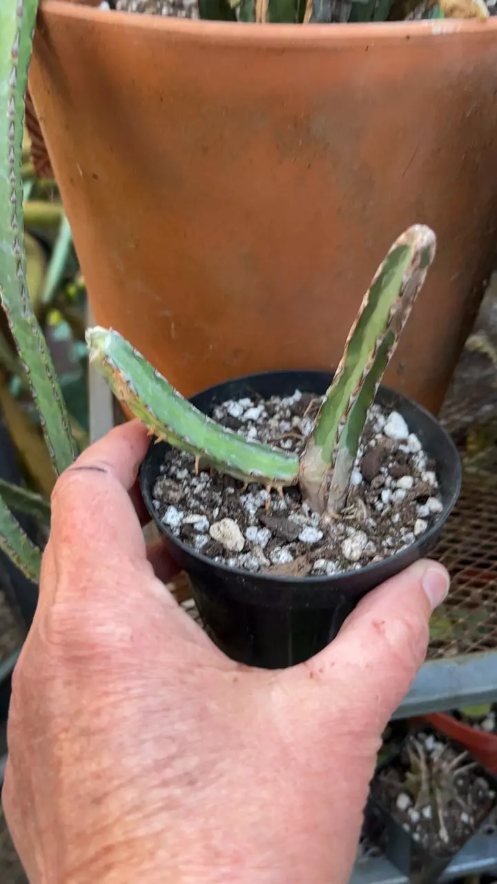 Euphorbia Forolensis mama 3” thumbnail