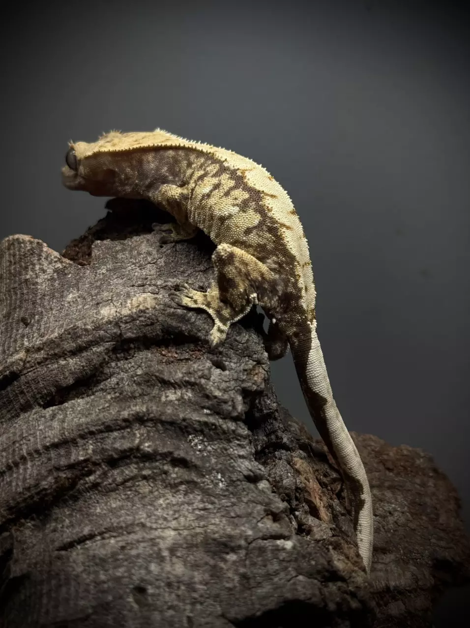 EXTREME HARLEY 17G Poss Female thumbnail