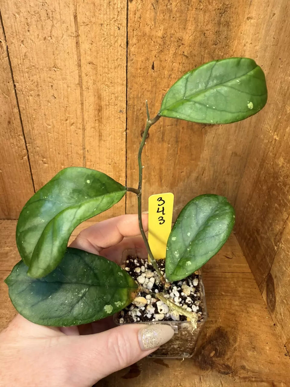 343 Hoya ‘Viola’ (deykeae x vittelina) yellow on old leaf thumbnail