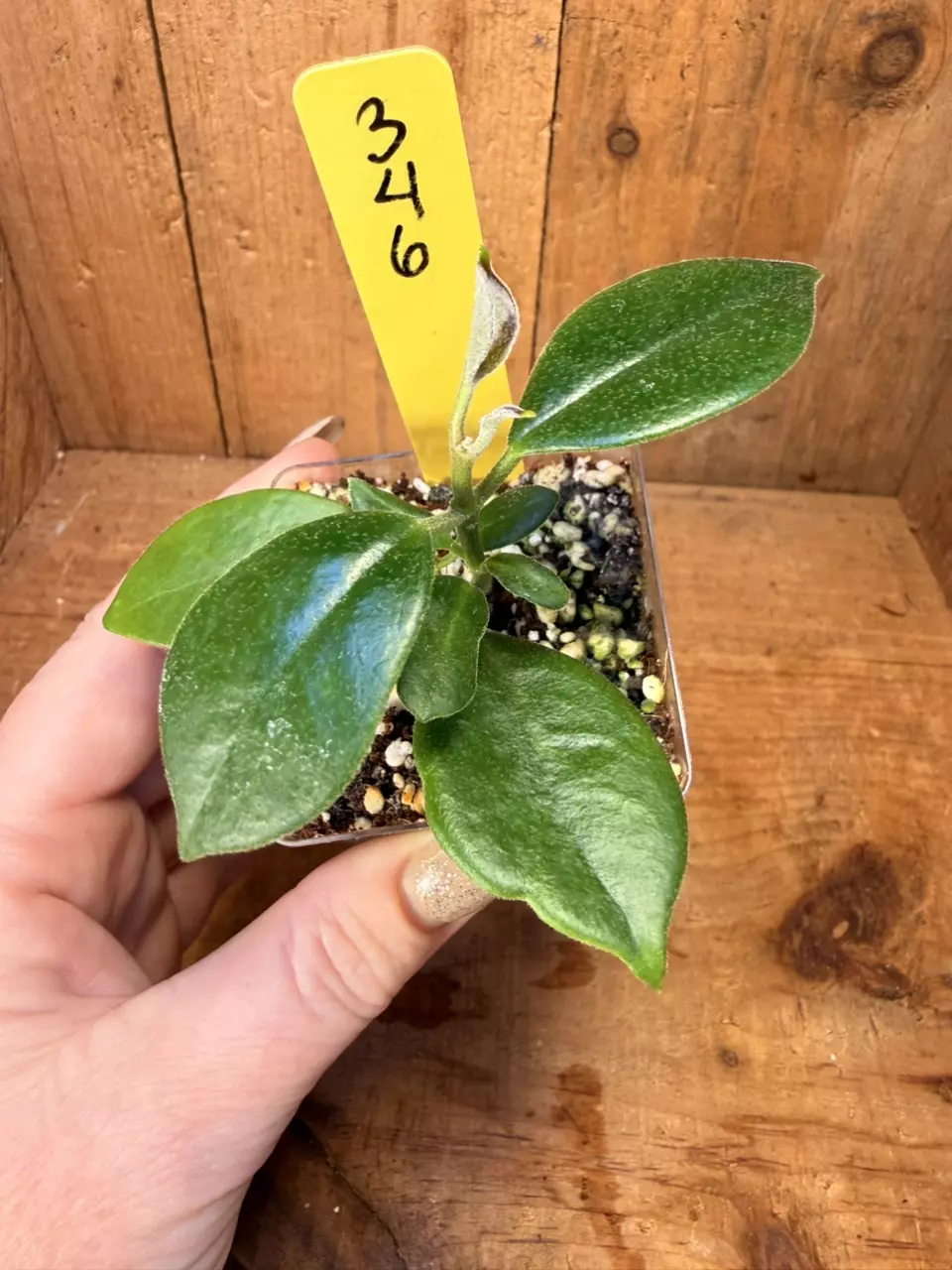 346 Hoya australis ssp australis (fuzzy underside) thumbnail