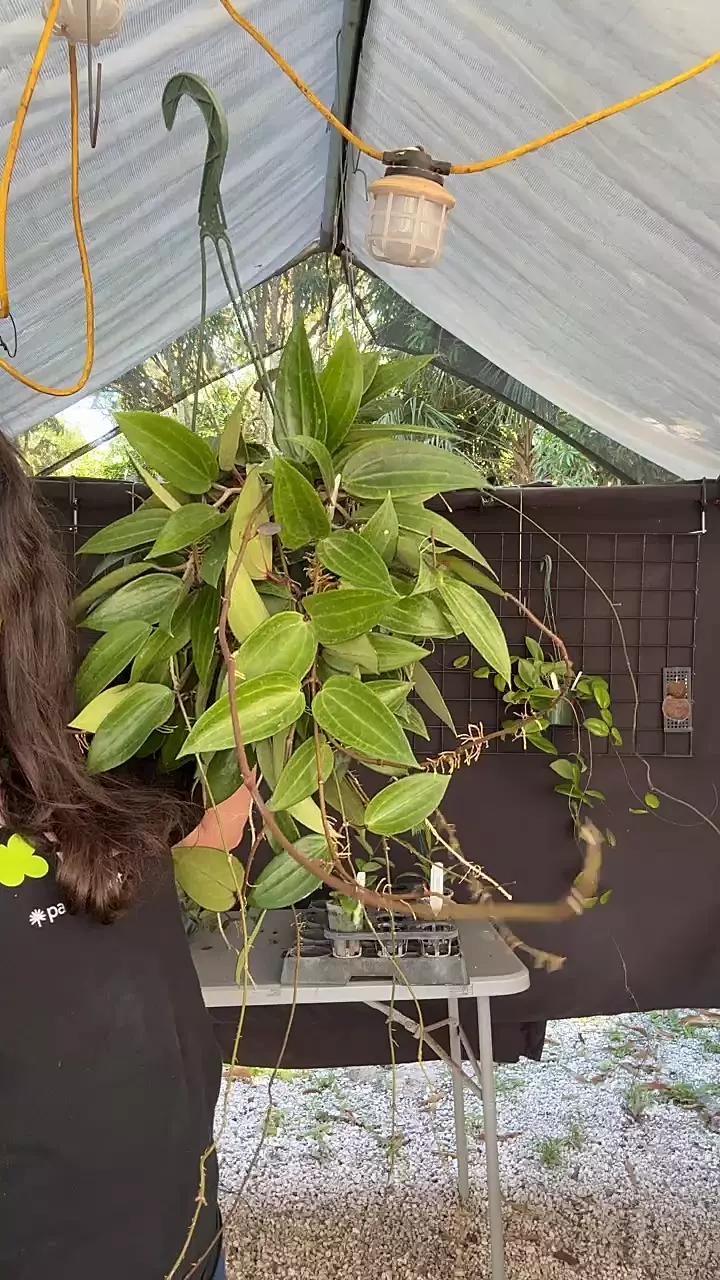 Hoya Latifolia x unk seedling XXL 6” hb thumbnail