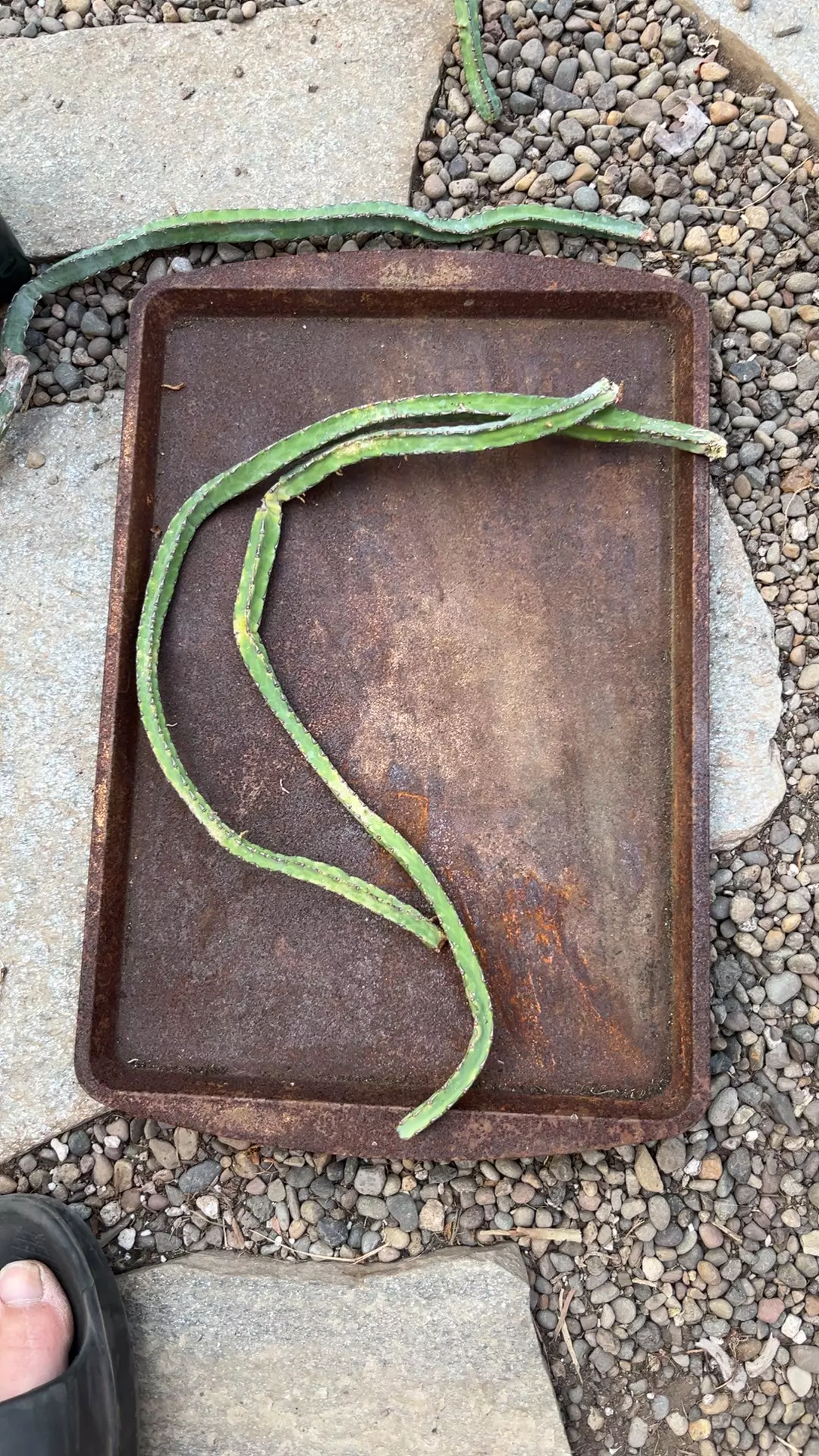 Euphorbia Forolensis single cutting thumbnail