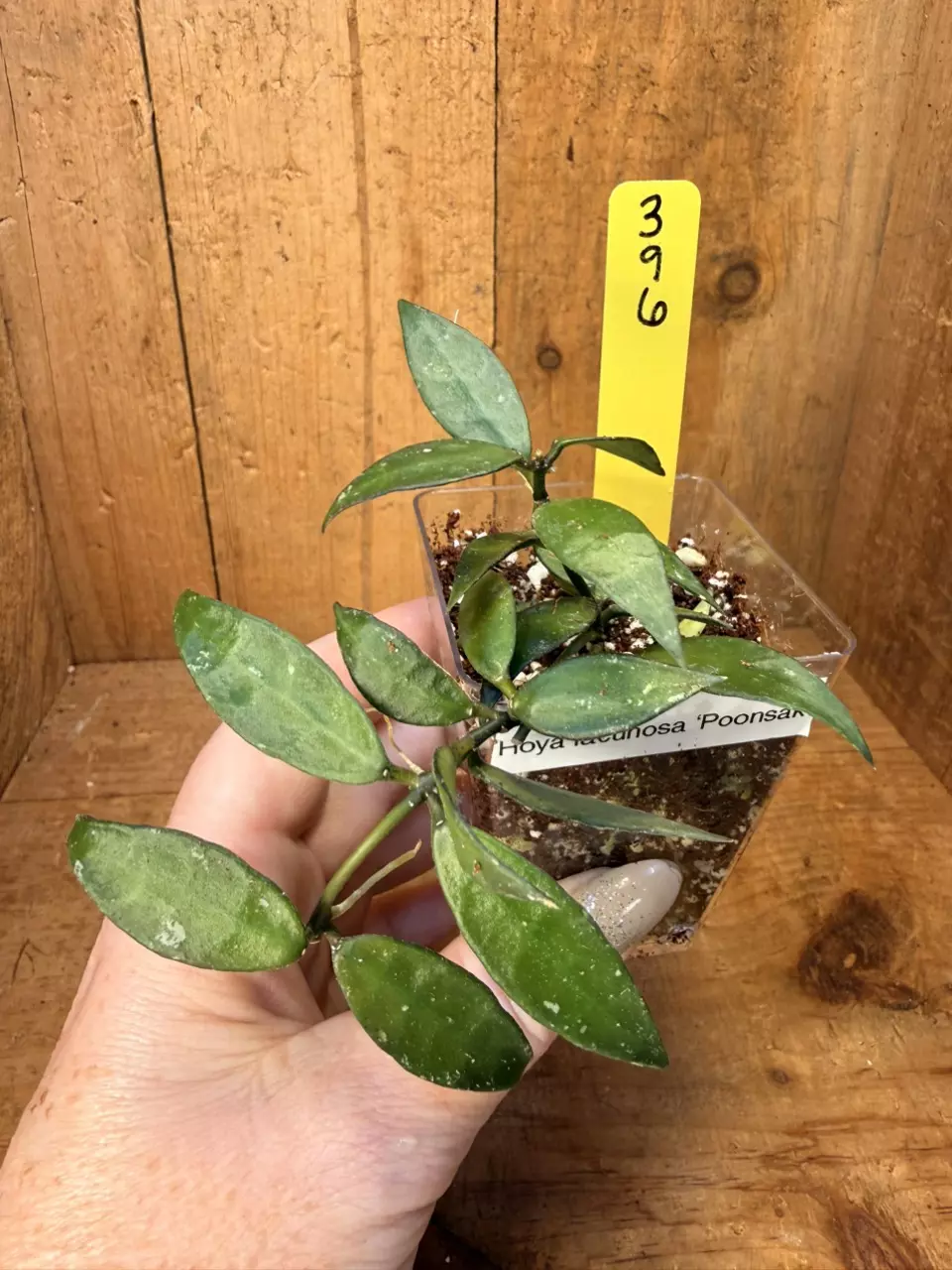 396 Hoya lacunosa ‘Poonsak’ thumbnail