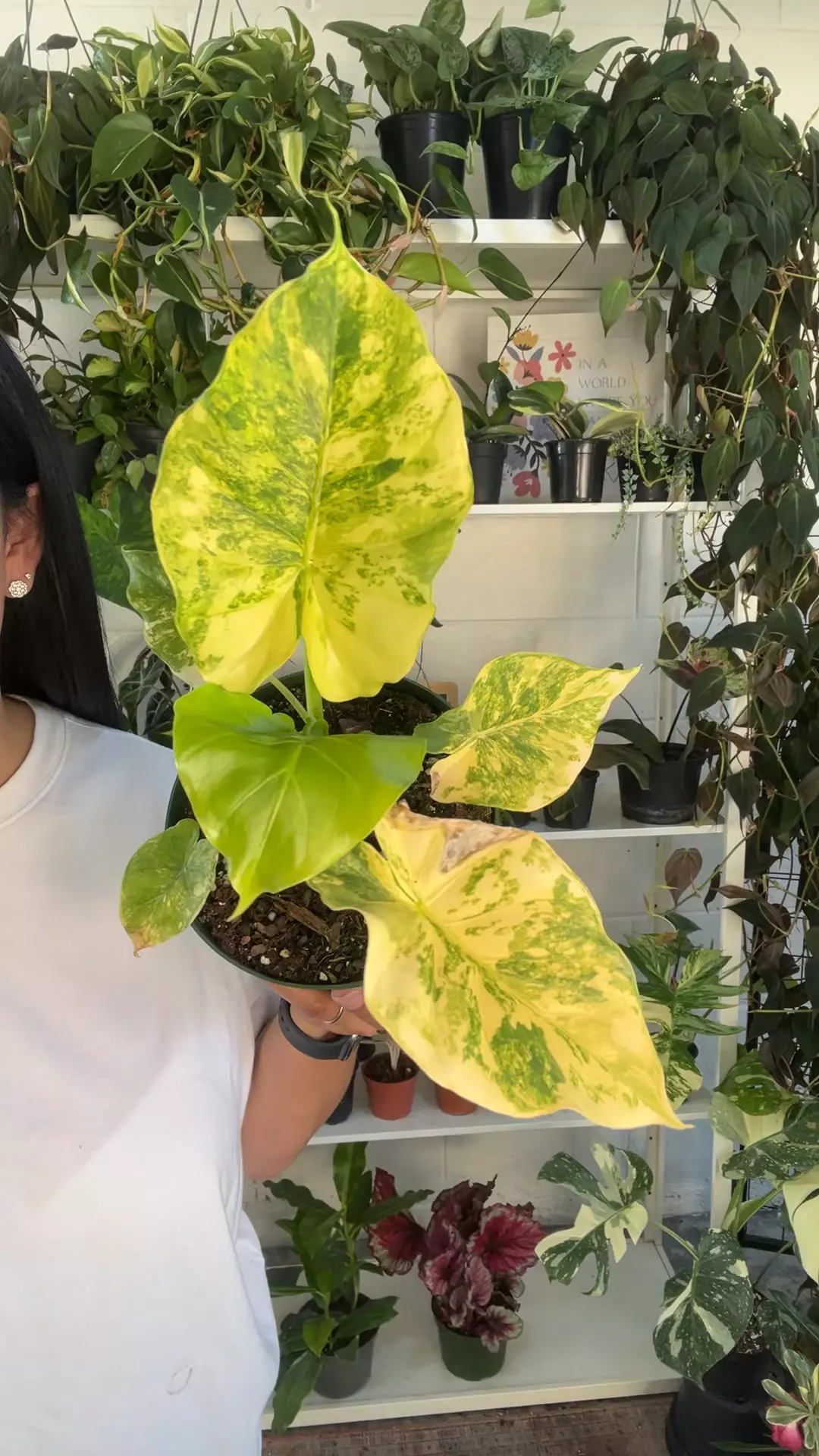 6” Alocasia Macrorrhiza Aurea 💕2 thumbnail