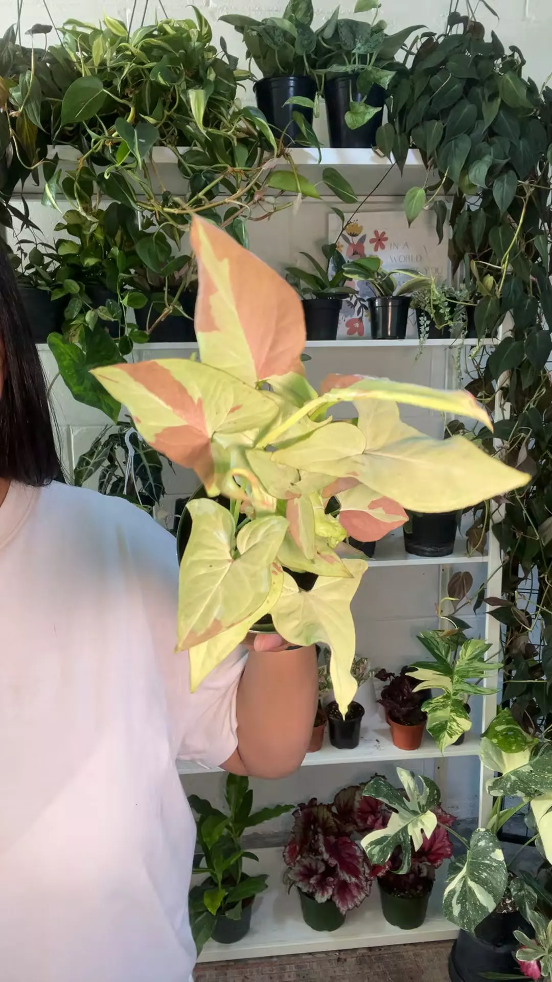 4” Syngonium Pink Salmon💕 thumbnail