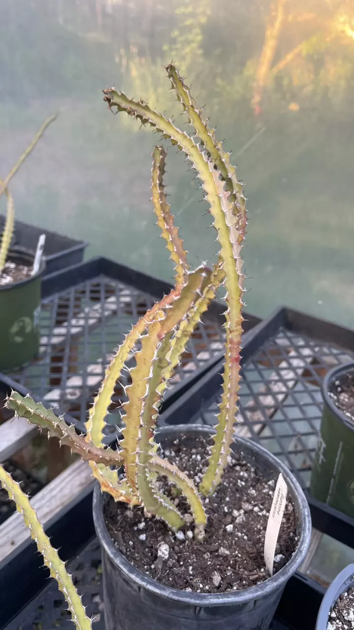 Euphorbia Waterbergensis gallon thumbnail