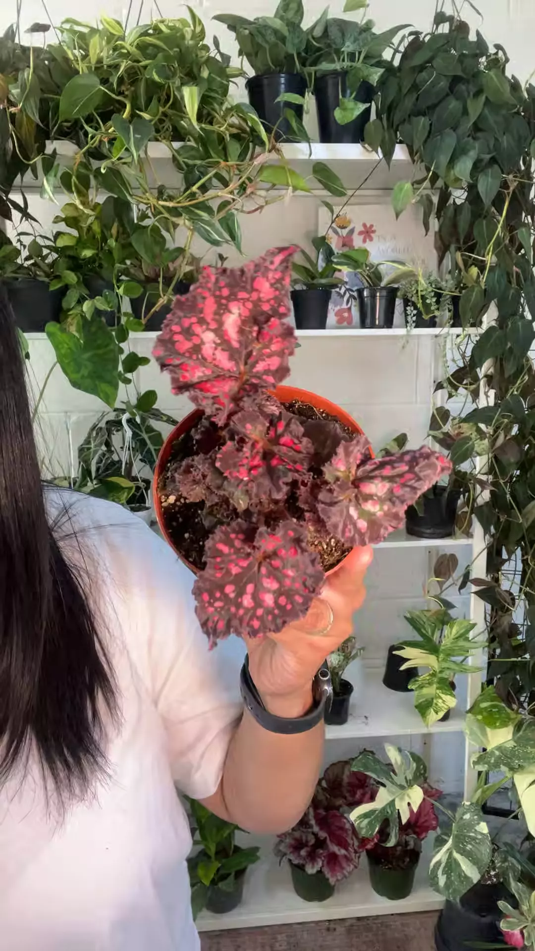 4” Begonia Dark Fantasy - Exact Plant🌱 thumbnail