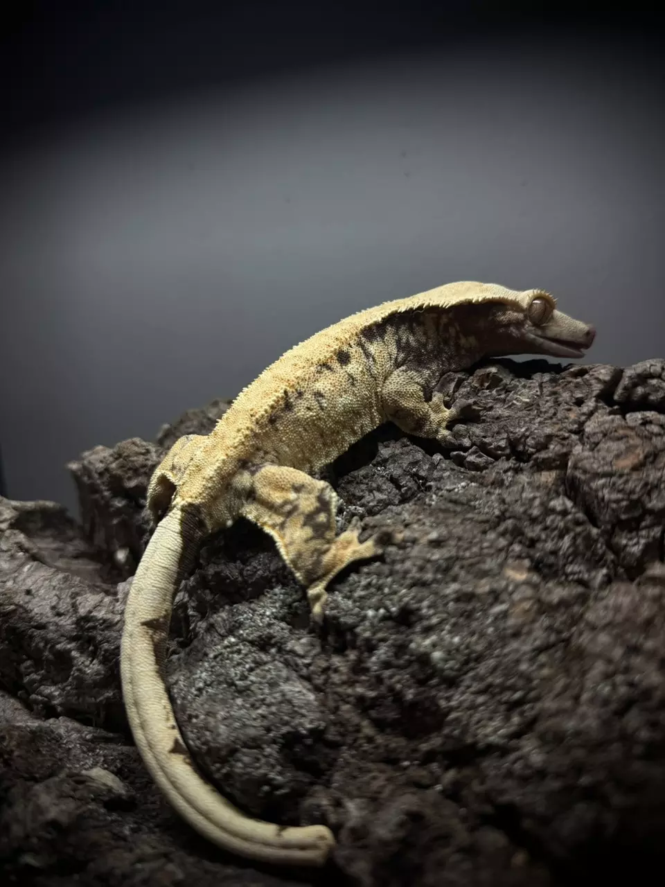 INSANE EXTREME HARLEY TIGER FEMALE 56 Grams thumbnail
