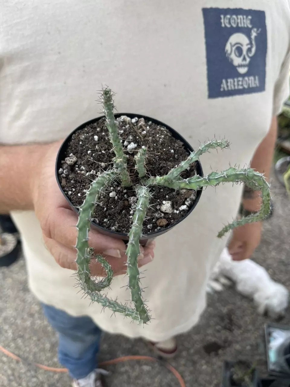 Euphorbia Dichroa 3” thumbnail