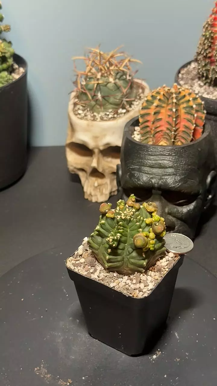 gymno ‘kikko’ transformer thumbnail
