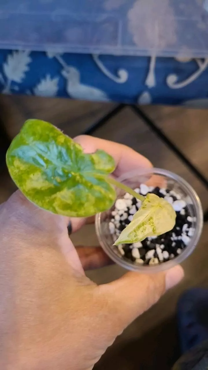 Alocasia Blizzard Pup 2" thumbnail