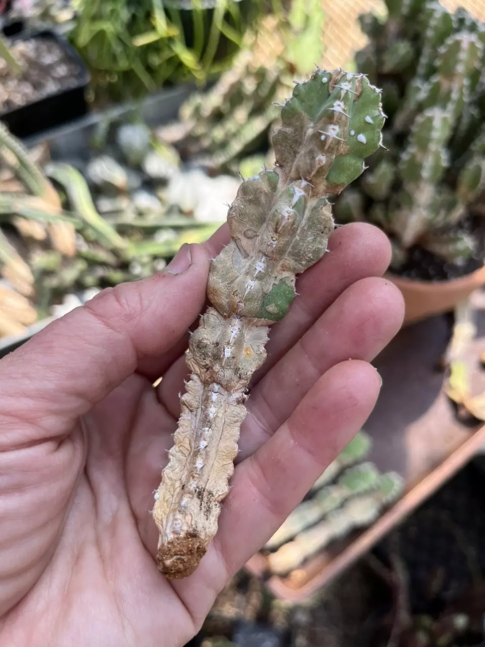 Euphorbia makallensis smaller cutting thumbnail