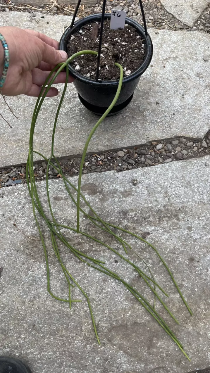Rhipsalis Baccifera 5” #6 thumbnail