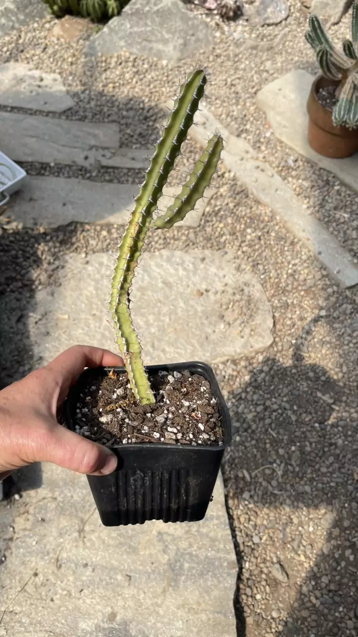 Euphorbia Waterbergensis 5” thumbnail