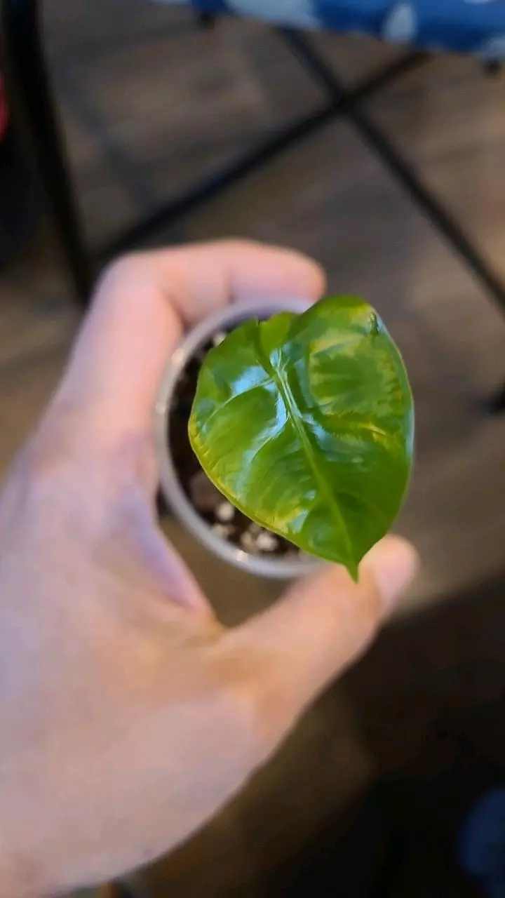 Alocasia Frydek Pup 2" #1 thumbnail