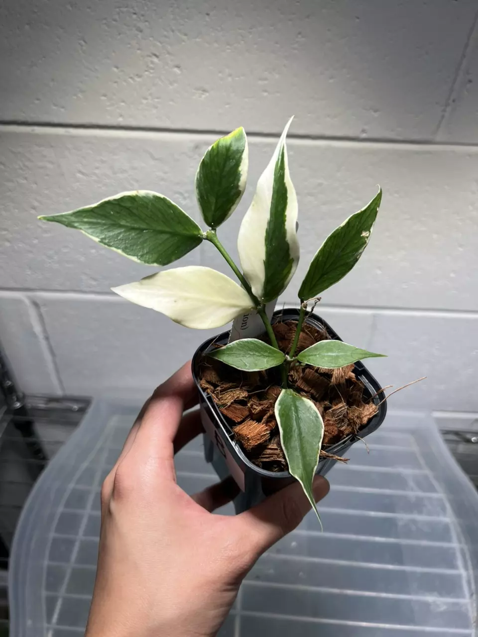Hoya Polyneura Albo B thumbnail
