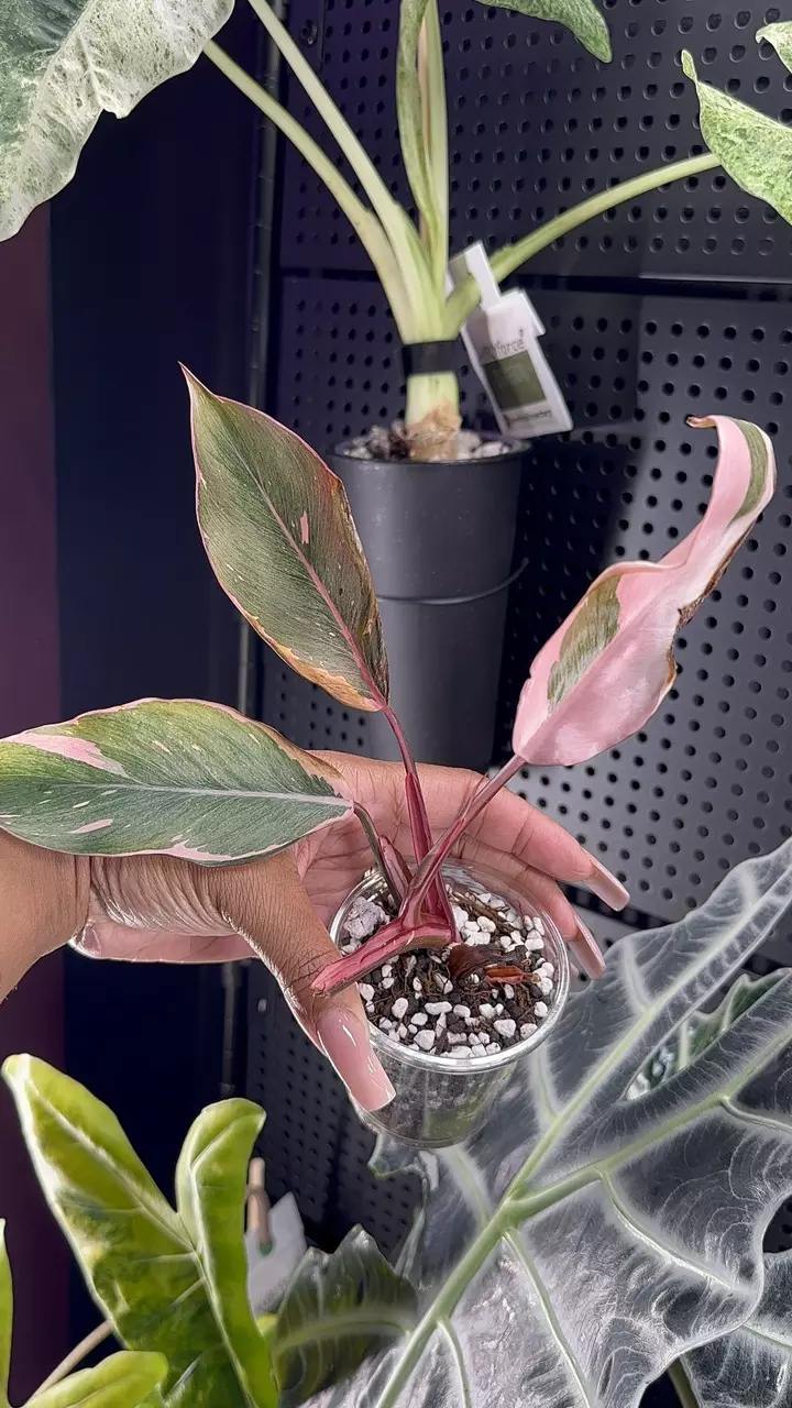 Philodendron Pink rose thumbnail