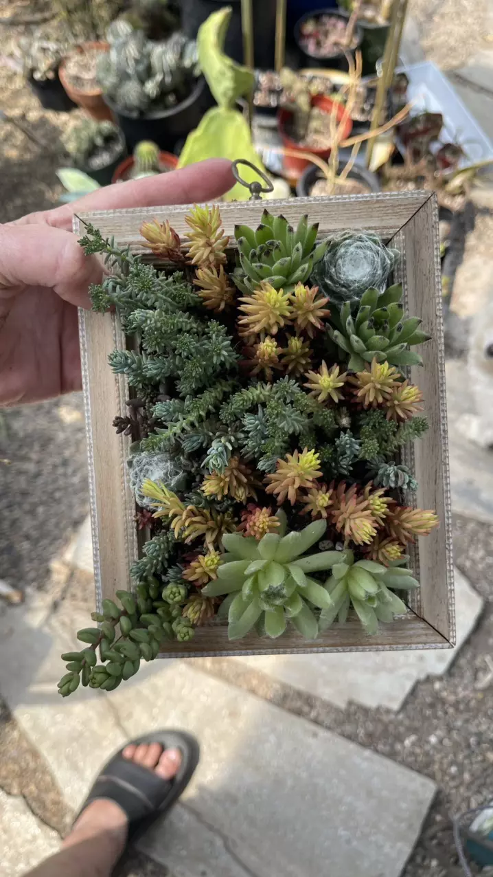 Vertical Succulent Garden, Hardy thumbnail