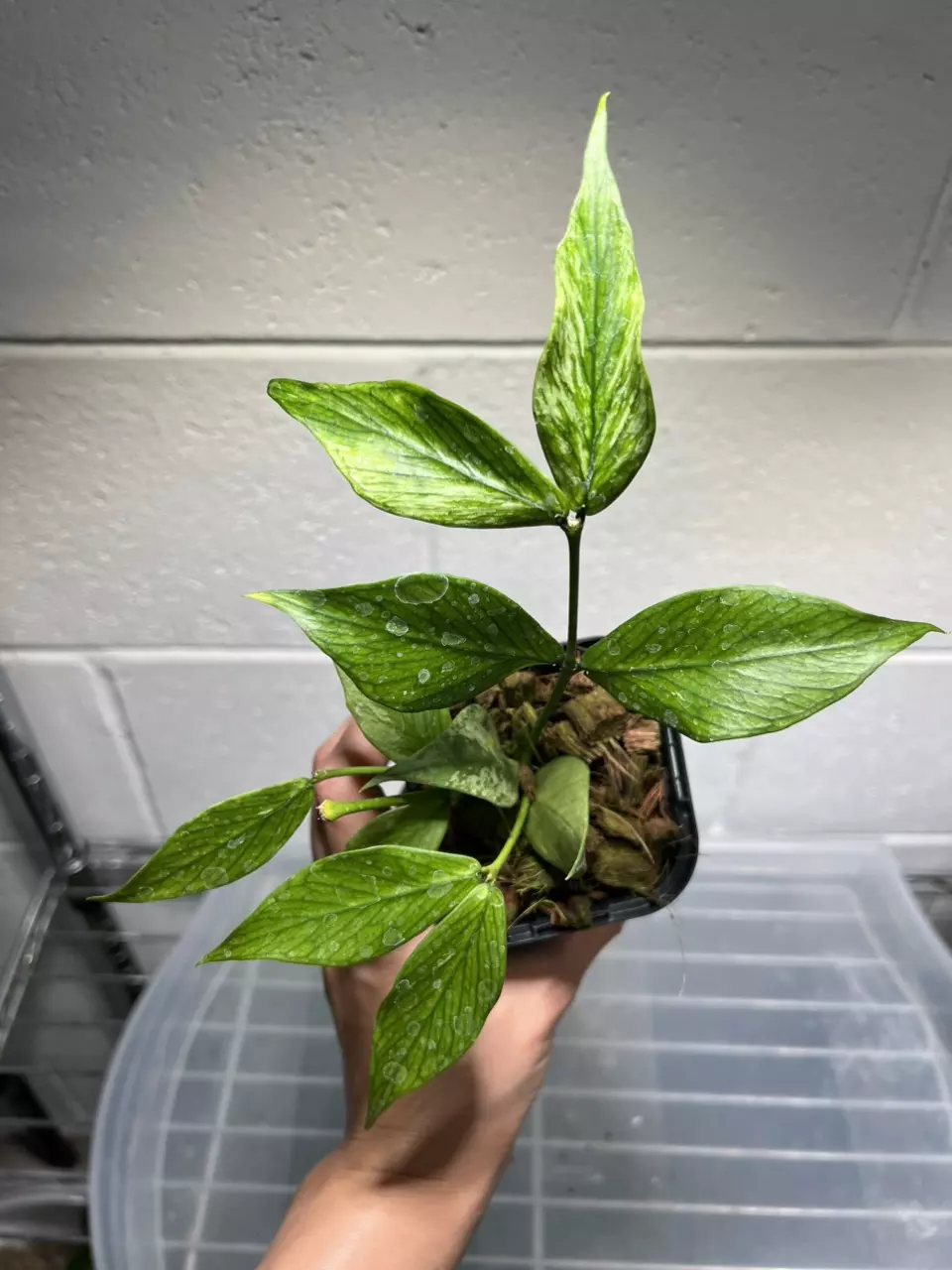 Hoya Polyneura Broget 3” exact thumbnail