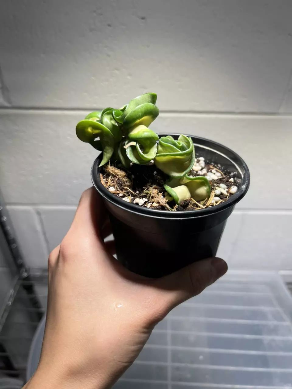 Hoya Mauna Loa 4” Grower’s Choice thumbnail