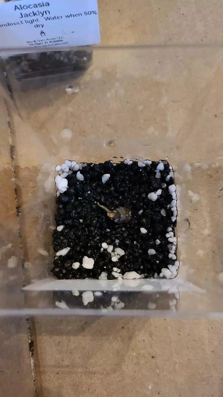 Alocasia Jacklyn Corm #1 thumbnail