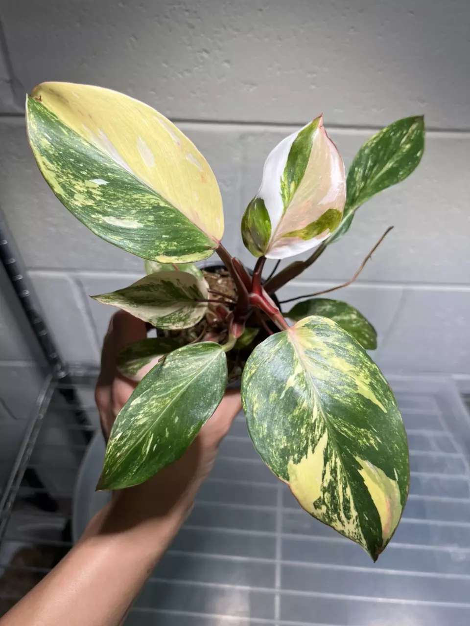 Philodendron White Knight Quadricolor 3” Exact thumbnail
