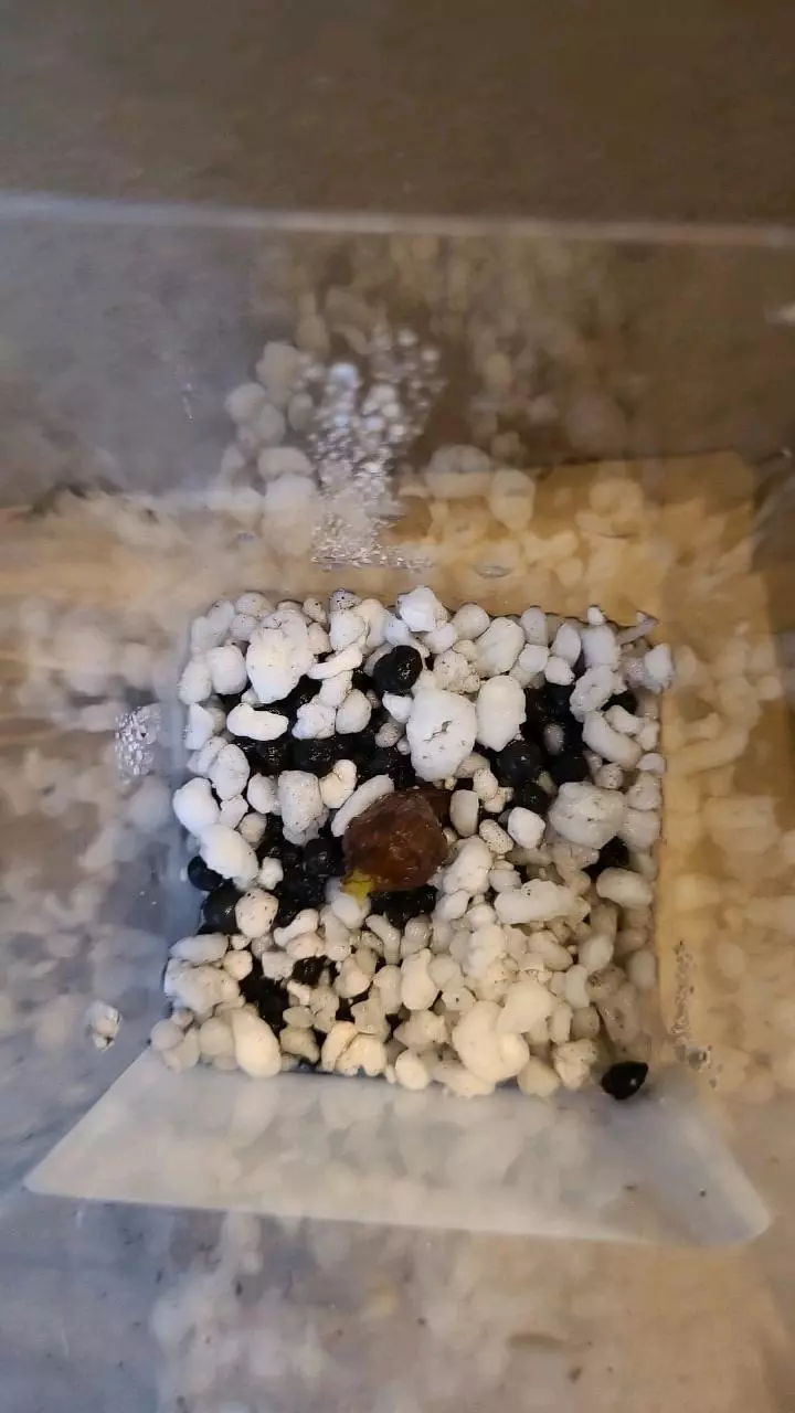 Alocasia Scalprum Corm thumbnail