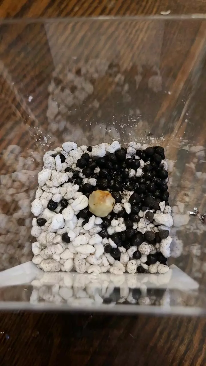 Alocasia Reginae Silver Velvet Corm #2 thumbnail