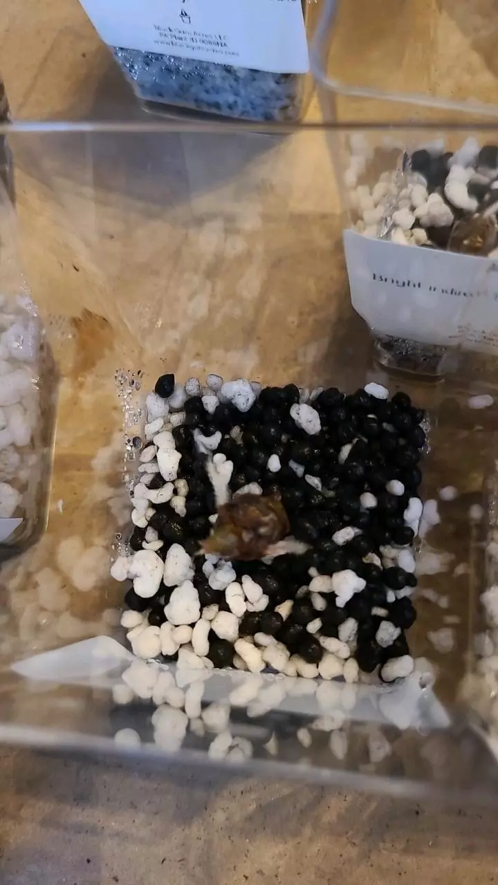 Alocasia Polly Sprouted Corm thumbnail