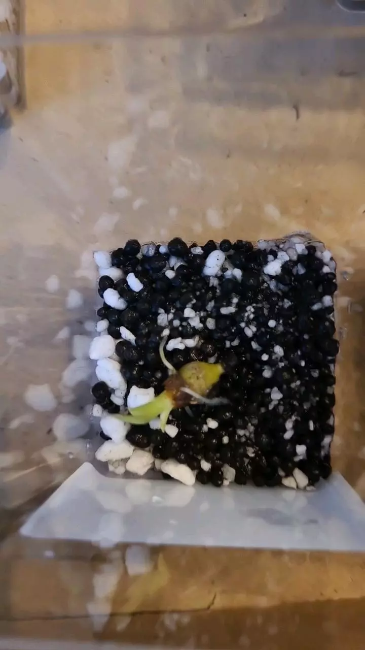 Aurea Variegated Legacy Alocasia Corm Sprouted #1 thumbnail