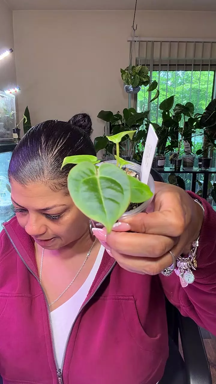 (Michelle x Zara) x Elvis Bessea thumbnail