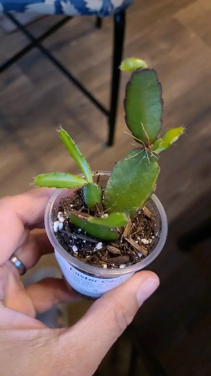 Easter Cactus 2" #1 #2 thumbnail