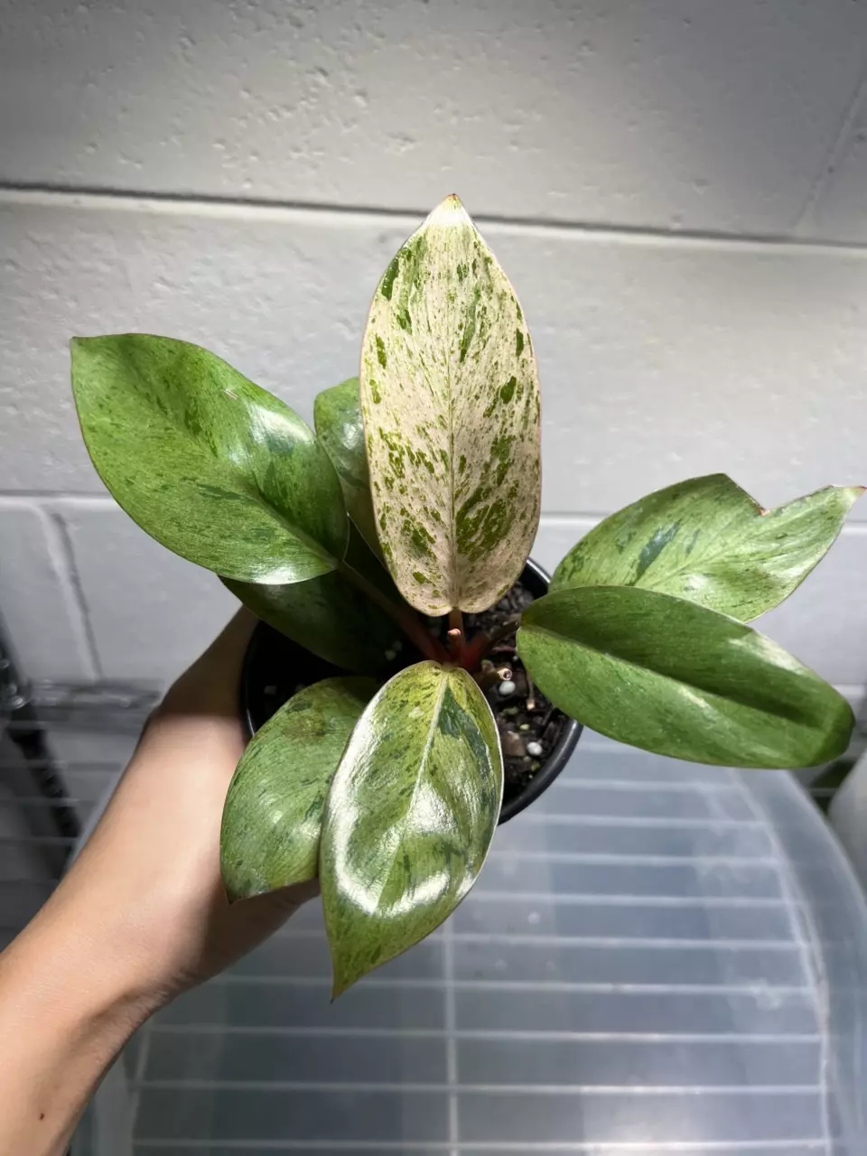 Philodendron Congo Marble Dwarf 4” Grower’s Choice thumbnail