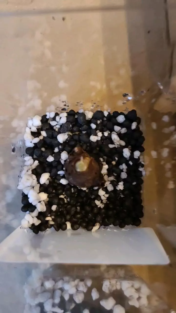Alocasia Regal Shield Corm #2 thumbnail