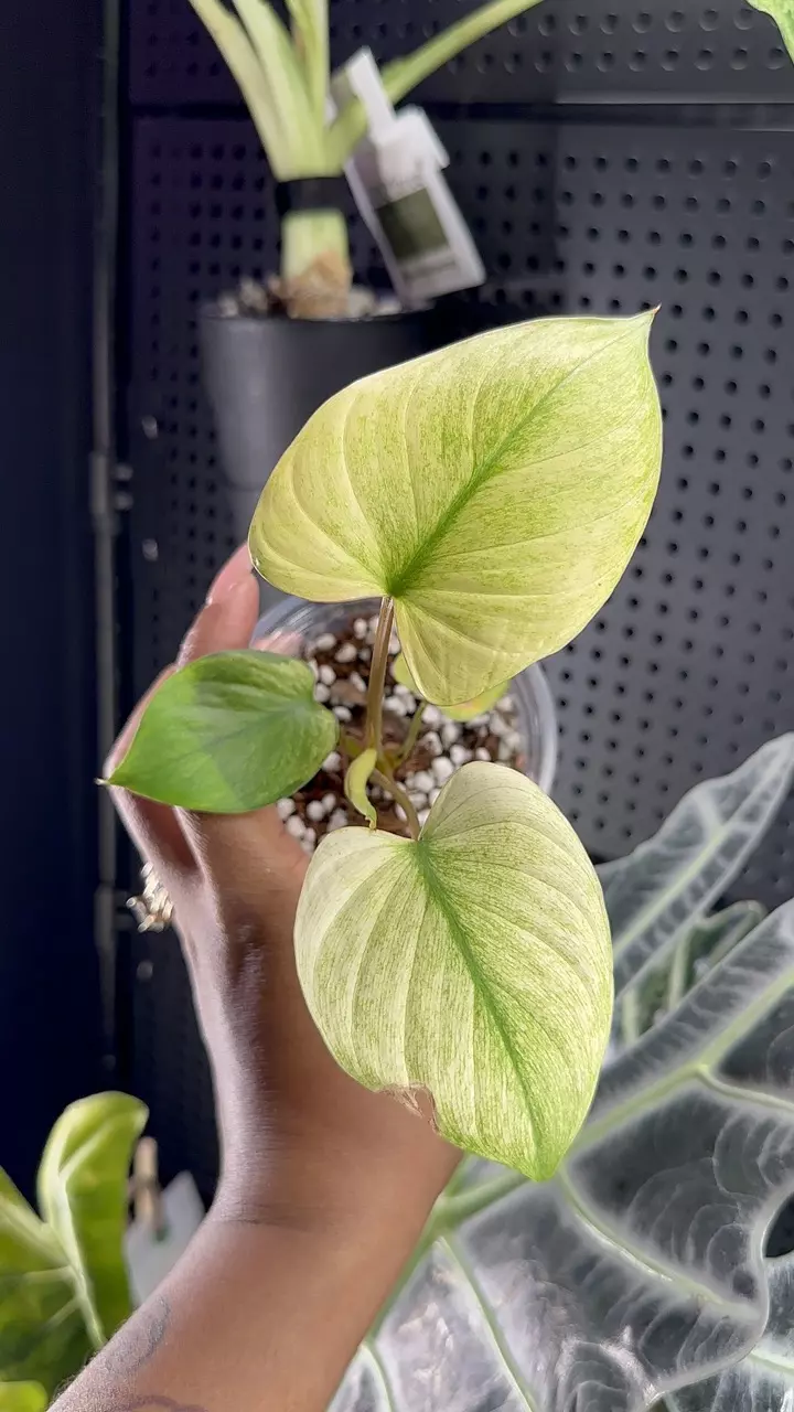 Homalomena Mint Melon thumbnail