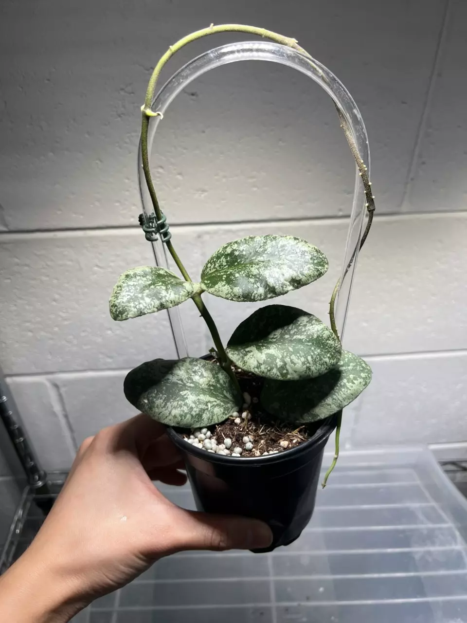 Hoya Waymaniae Cloudy Sky 4” Grower’s Choice thumbnail