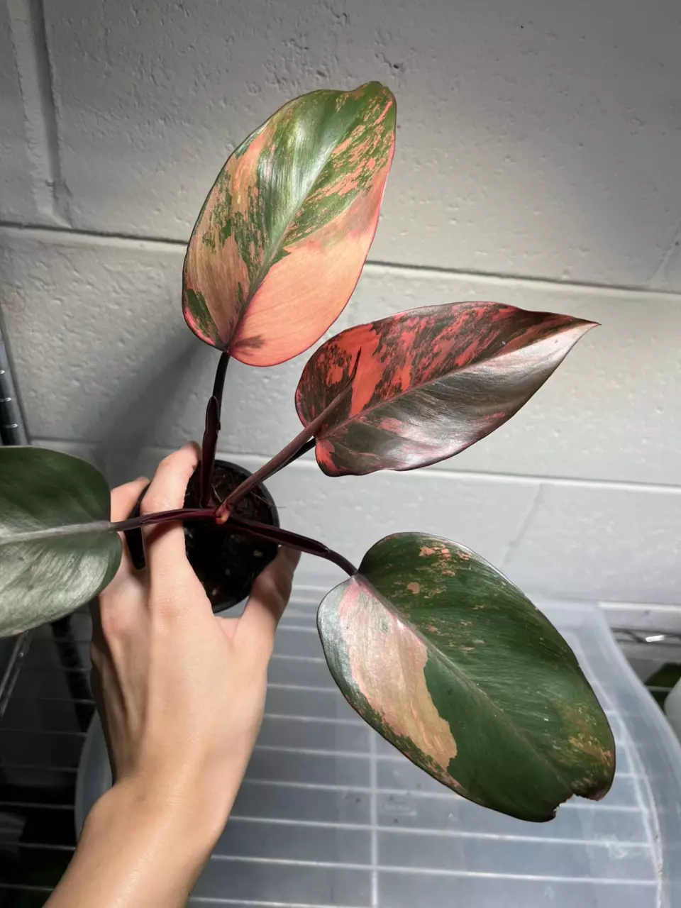 Philodendron Princess of Fire Tricolor 3” Exact thumbnail