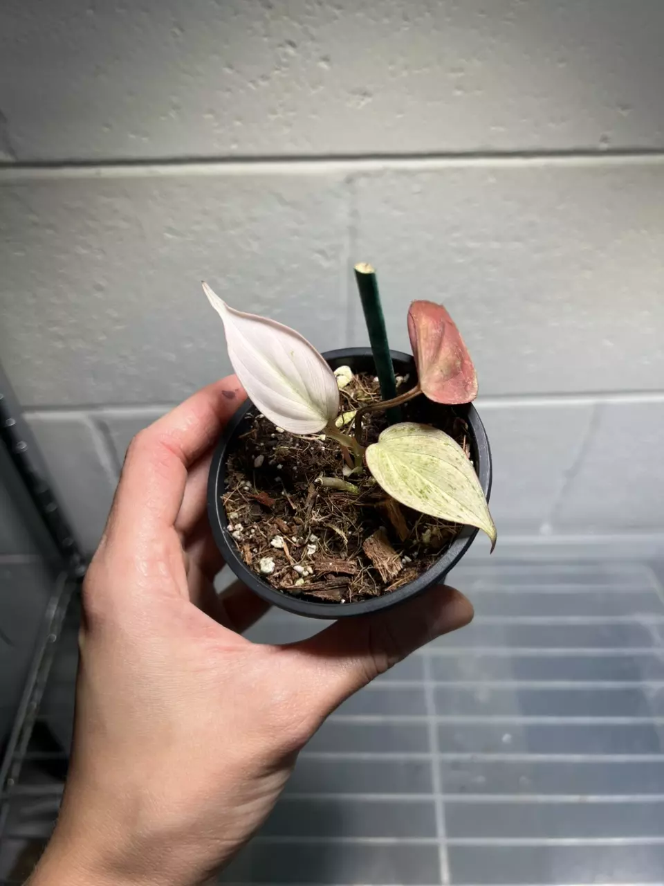 Philodendron Micans Pink Mint B thumbnail