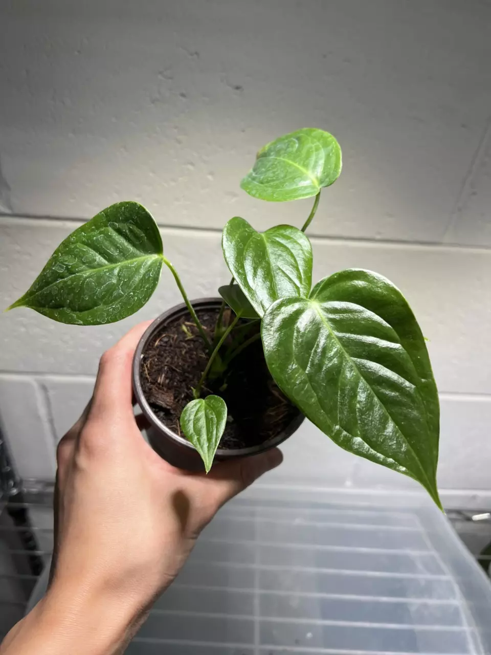 Anthurium Veitchii 4” Exact (3 plants inside) thumbnail