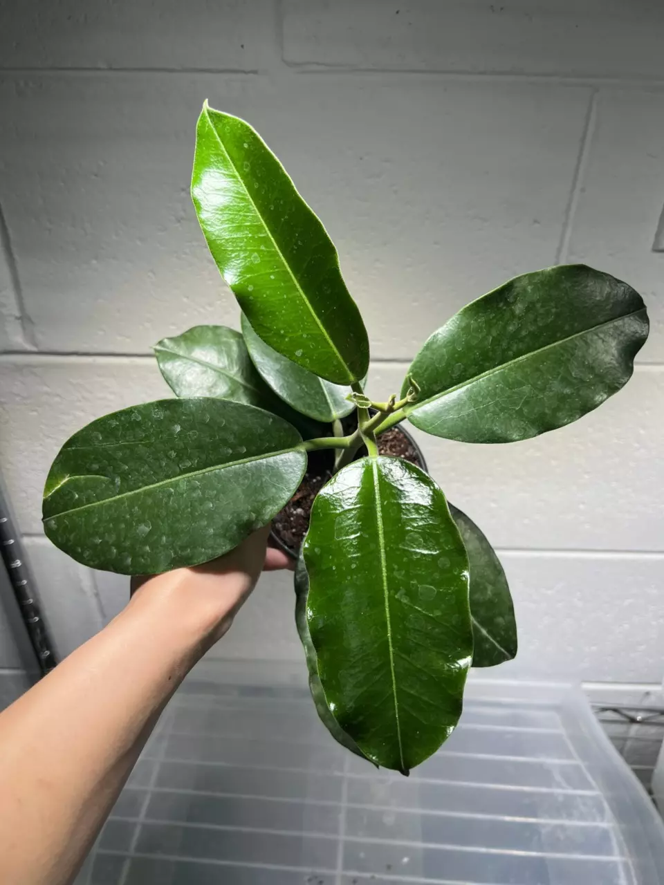 Hoya Imperialis White Flower 4” Grower’s Choice thumbnail