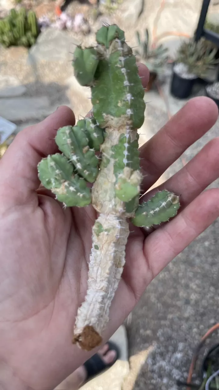 Euphorbia makallensis large cutting thumbnail
