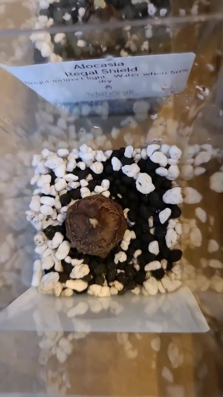 Alocasia Regal Shield Corm #1 thumbnail